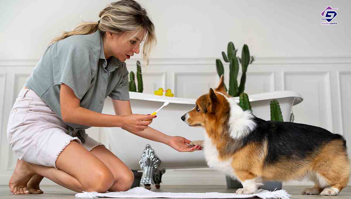 Pet Care and Wellness